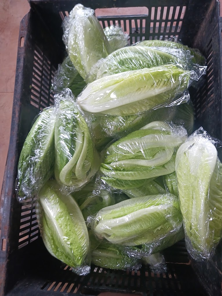 packed lettuce